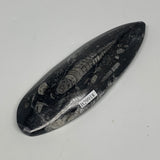 150.3g, 5.4"x1.8"x0.7" Fossils Orthoceras (straight horn) Squid @Morocco,B29918