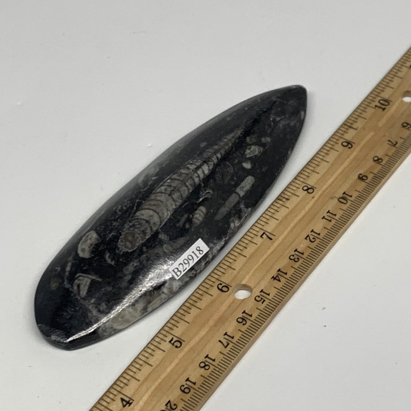 150.3g, 5.4"x1.8"x0.7" Fossils Orthoceras (straight horn) Squid @Morocco,B29918