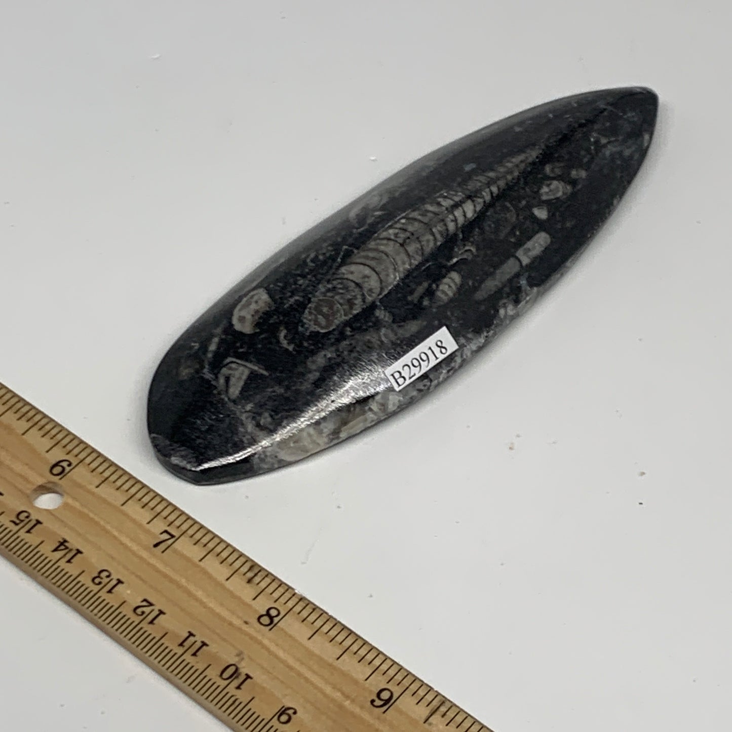150.3g, 5.4"x1.8"x0.7" Fossils Orthoceras (straight horn) Squid @Morocco,B29918