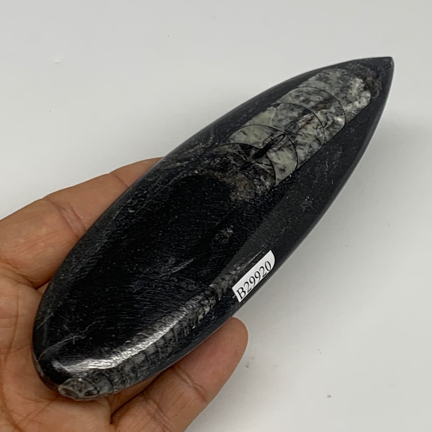 119.2g, 5.8"x1.8"x0.5" Fossils Orthoceras (straight horn) Squid @Morocco,B29920