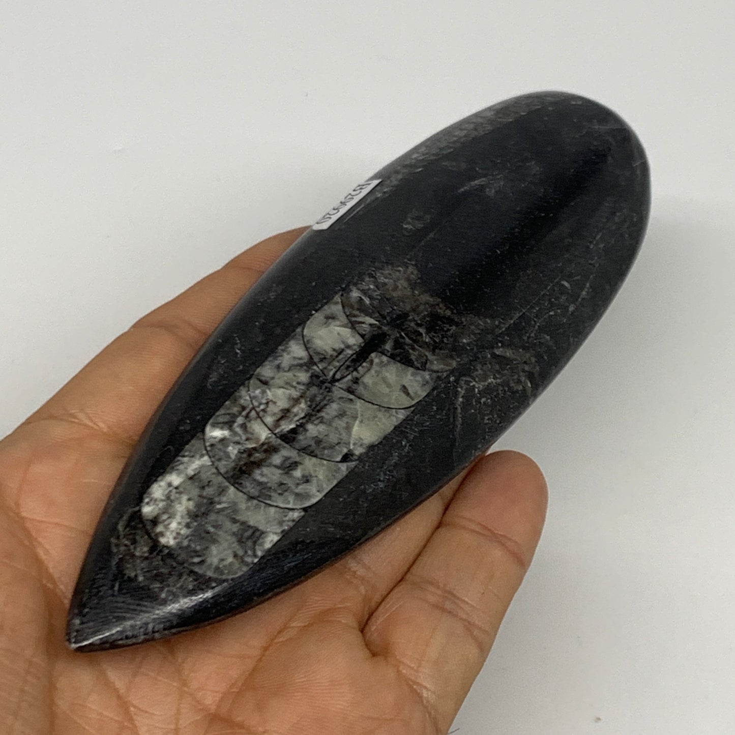 119.2g, 5.8"x1.8"x0.5" Fossils Orthoceras (straight horn) Squid @Morocco,B29920