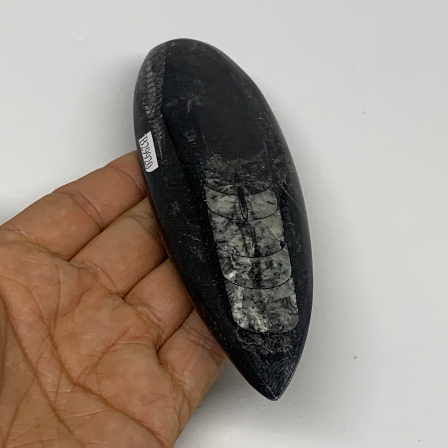 119.2g, 5.8"x1.8"x0.5" Fossils Orthoceras (straight horn) Squid @Morocco,B29920