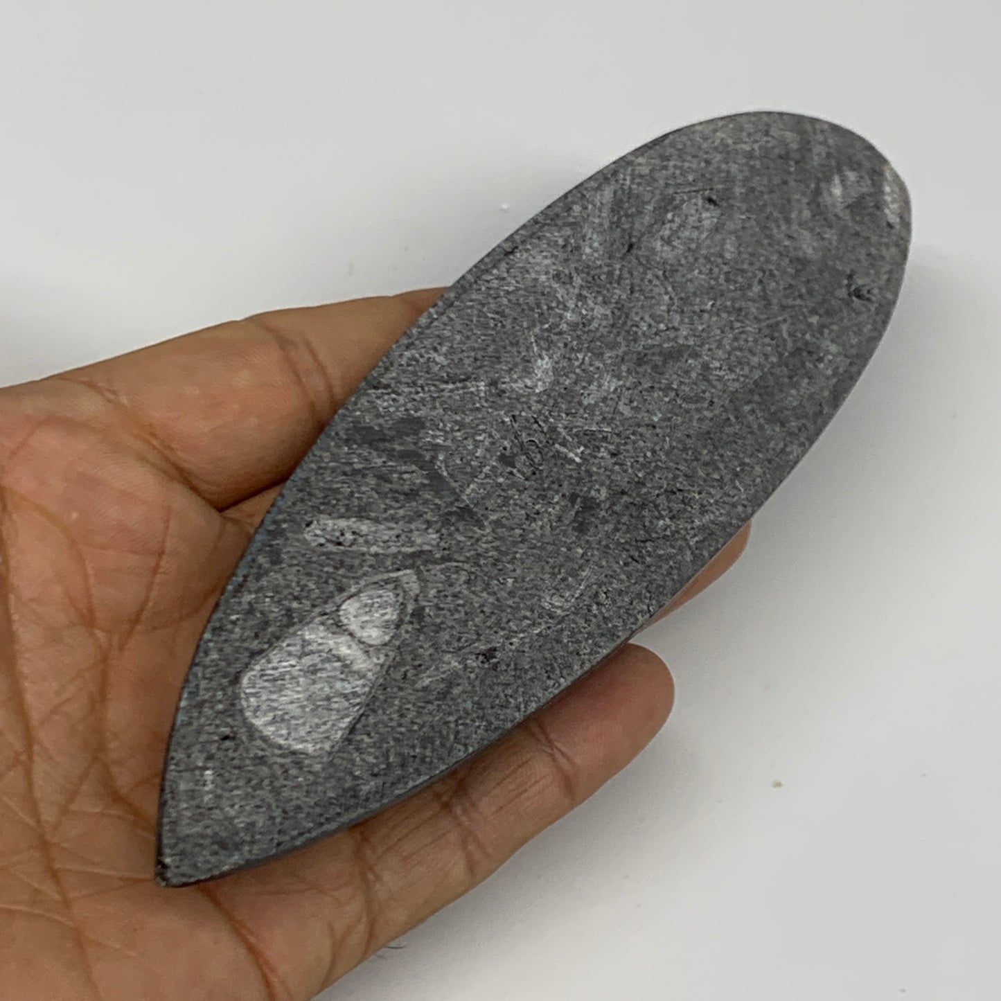 119.2g, 5.8"x1.8"x0.5" Fossils Orthoceras (straight horn) Squid @Morocco,B29920