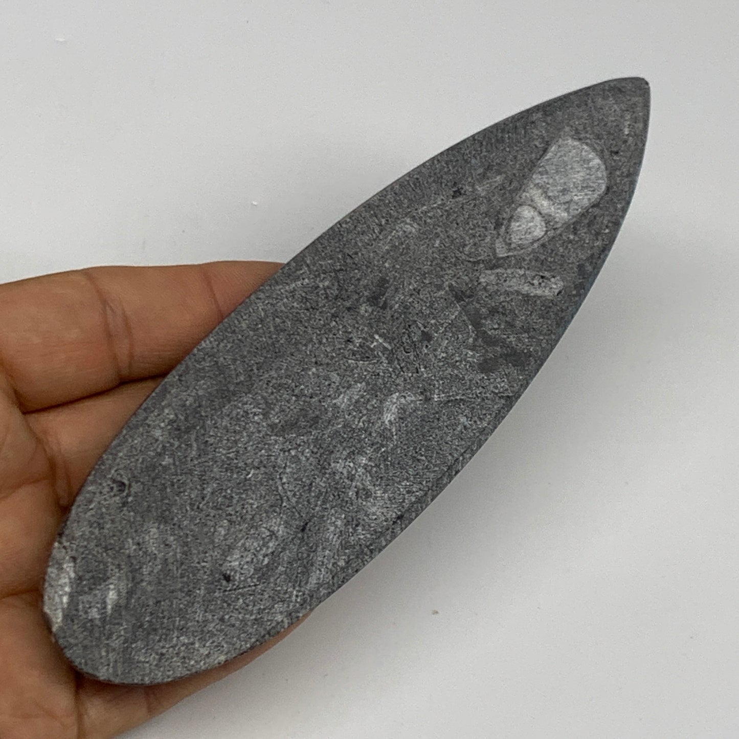 119.2g, 5.8"x1.8"x0.5" Fossils Orthoceras (straight horn) Squid @Morocco,B29920
