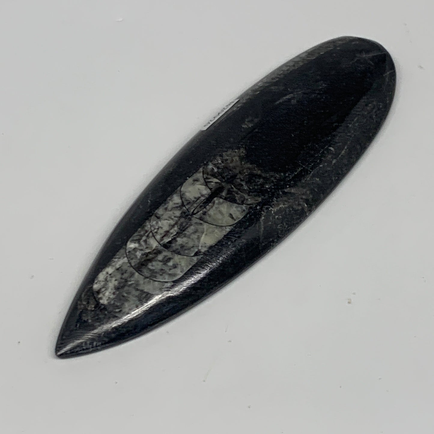 119.2g, 5.8"x1.8"x0.5" Fossils Orthoceras (straight horn) Squid @Morocco,B29920