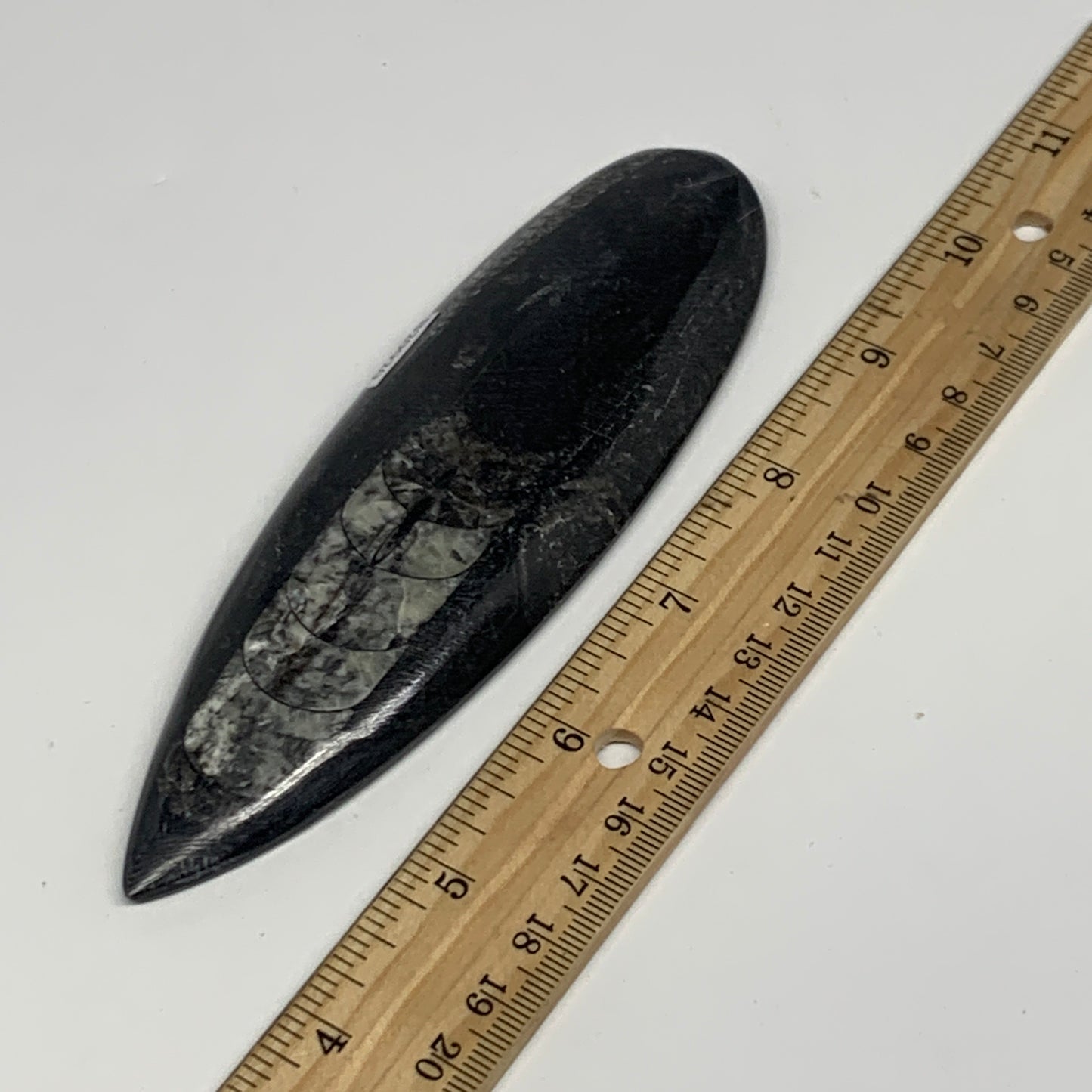 119.2g, 5.8"x1.8"x0.5" Fossils Orthoceras (straight horn) Squid @Morocco,B29920