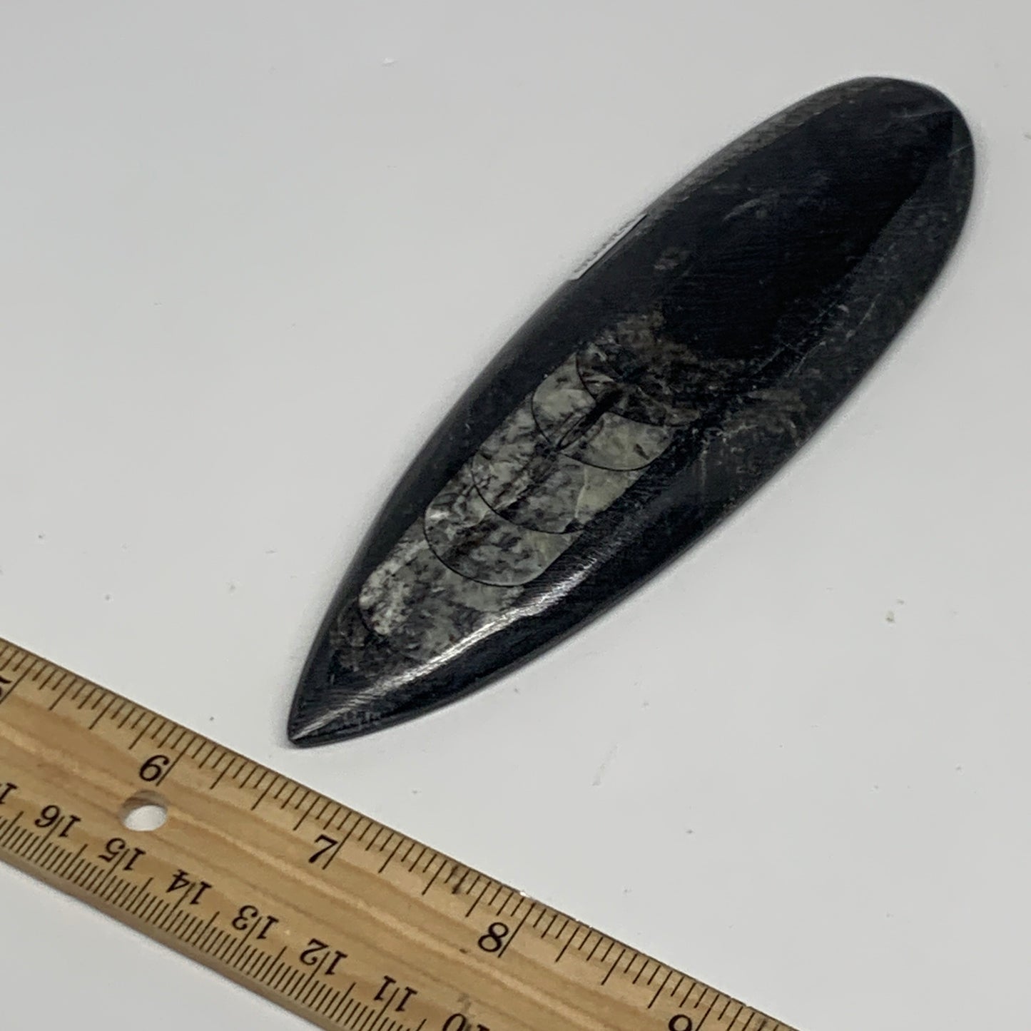 119.2g, 5.8"x1.8"x0.5" Fossils Orthoceras (straight horn) Squid @Morocco,B29920