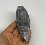 103.5g, 5.3"x1.5"x0.6" Fossils Orthoceras (straight horn) Squid @Morocco,B29921