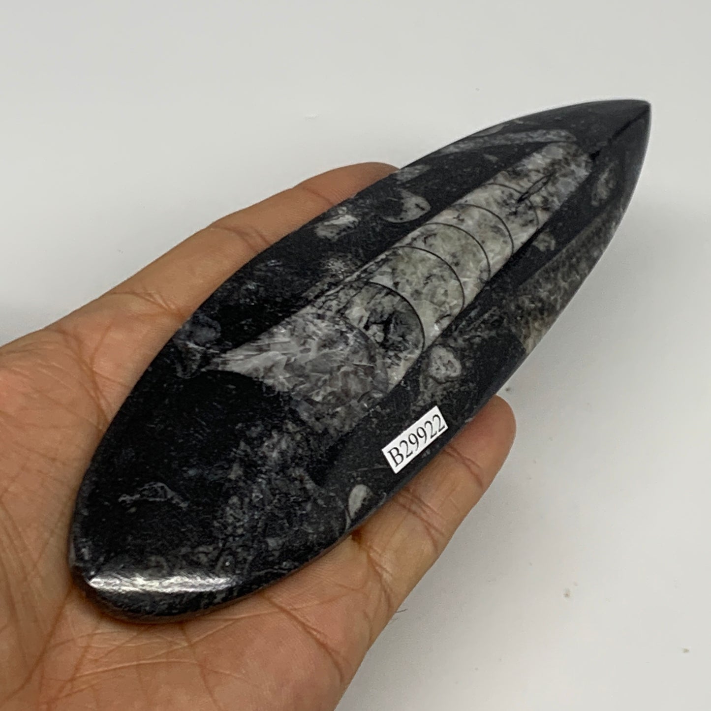 151g, 6.4"x1.8"x0.6" Fossils Orthoceras (straight horn) Squid @Morocco,B29922