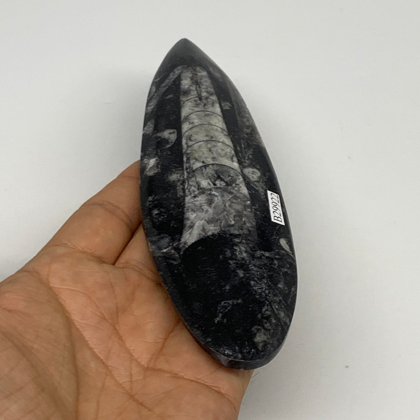 151g, 6.4"x1.8"x0.6" Fossils Orthoceras (straight horn) Squid @Morocco,B29922