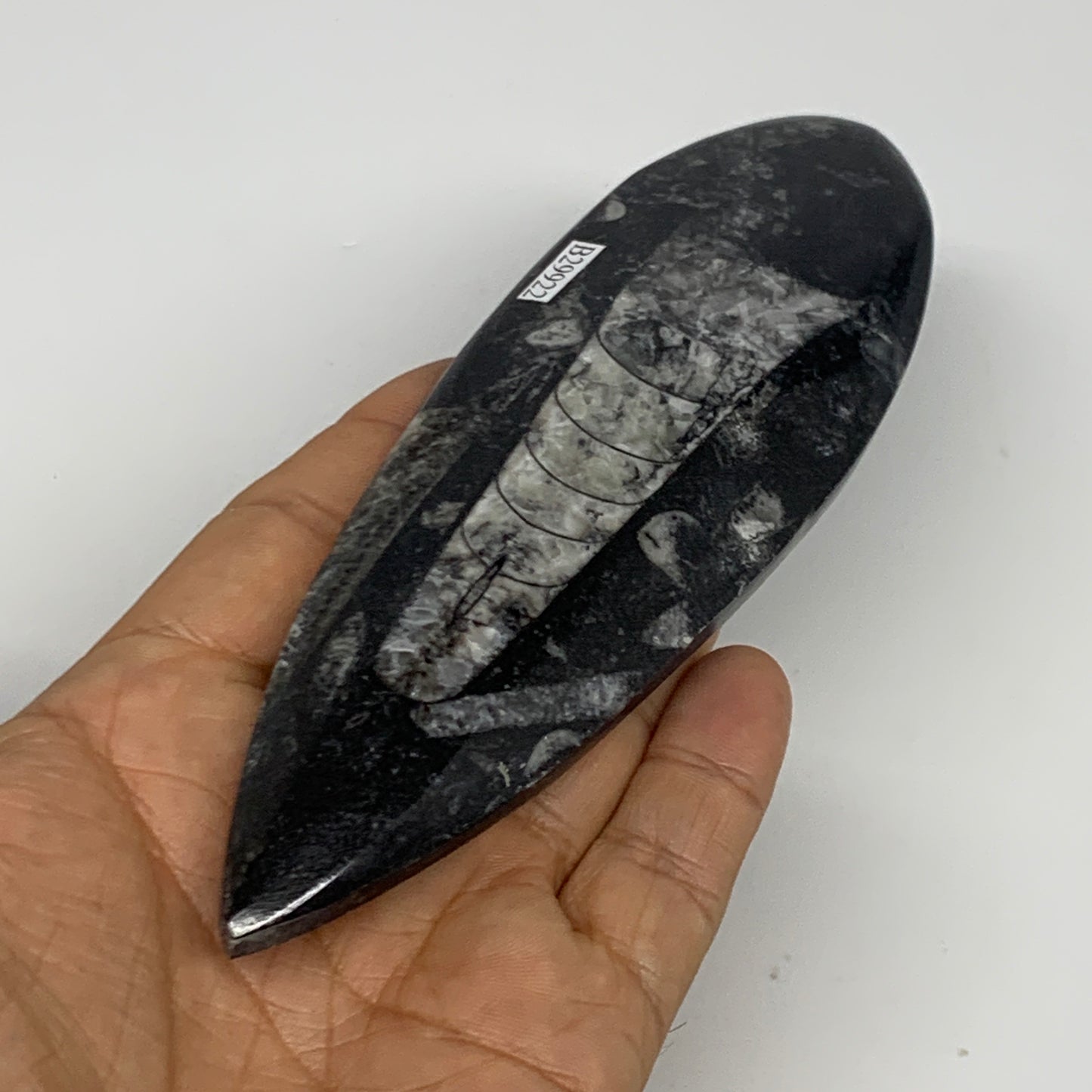 151g, 6.4"x1.8"x0.6" Fossils Orthoceras (straight horn) Squid @Morocco,B29922