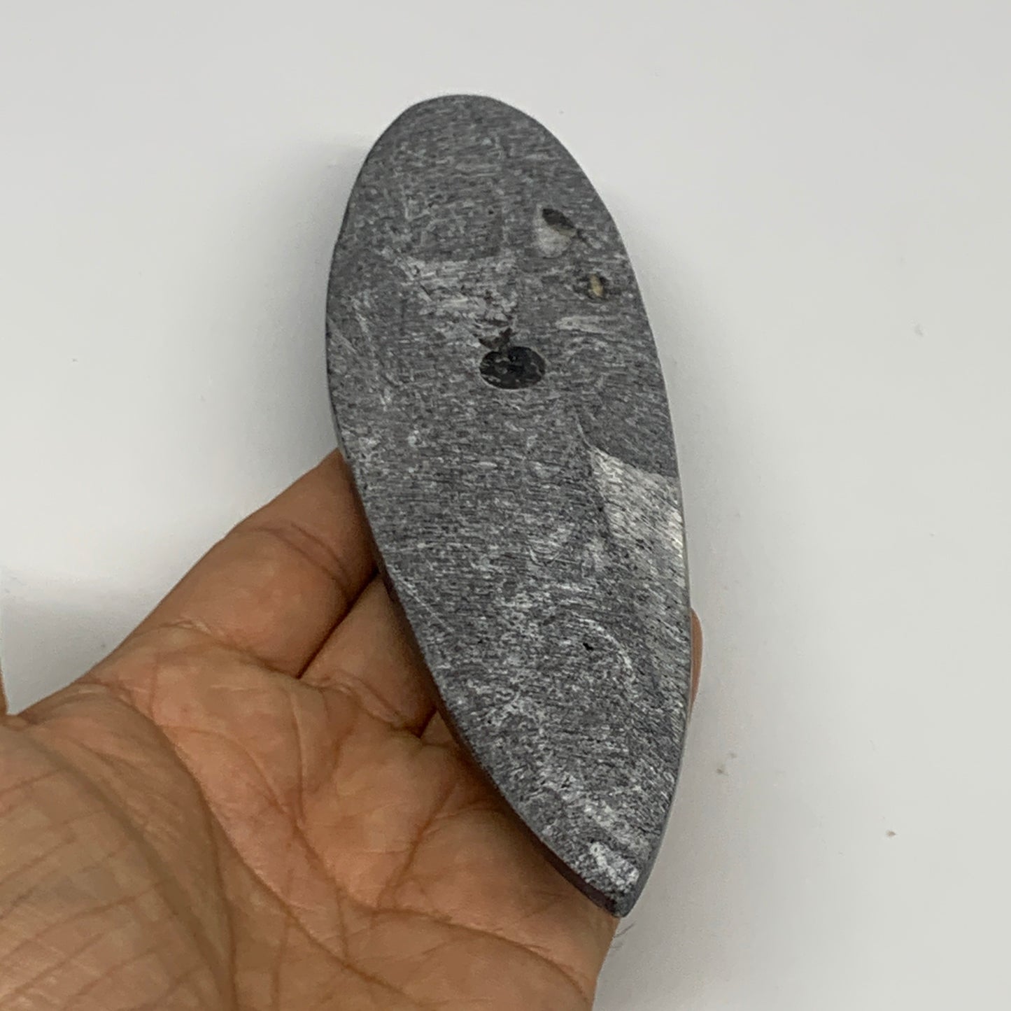 151g, 6.4"x1.8"x0.6" Fossils Orthoceras (straight horn) Squid @Morocco,B29922