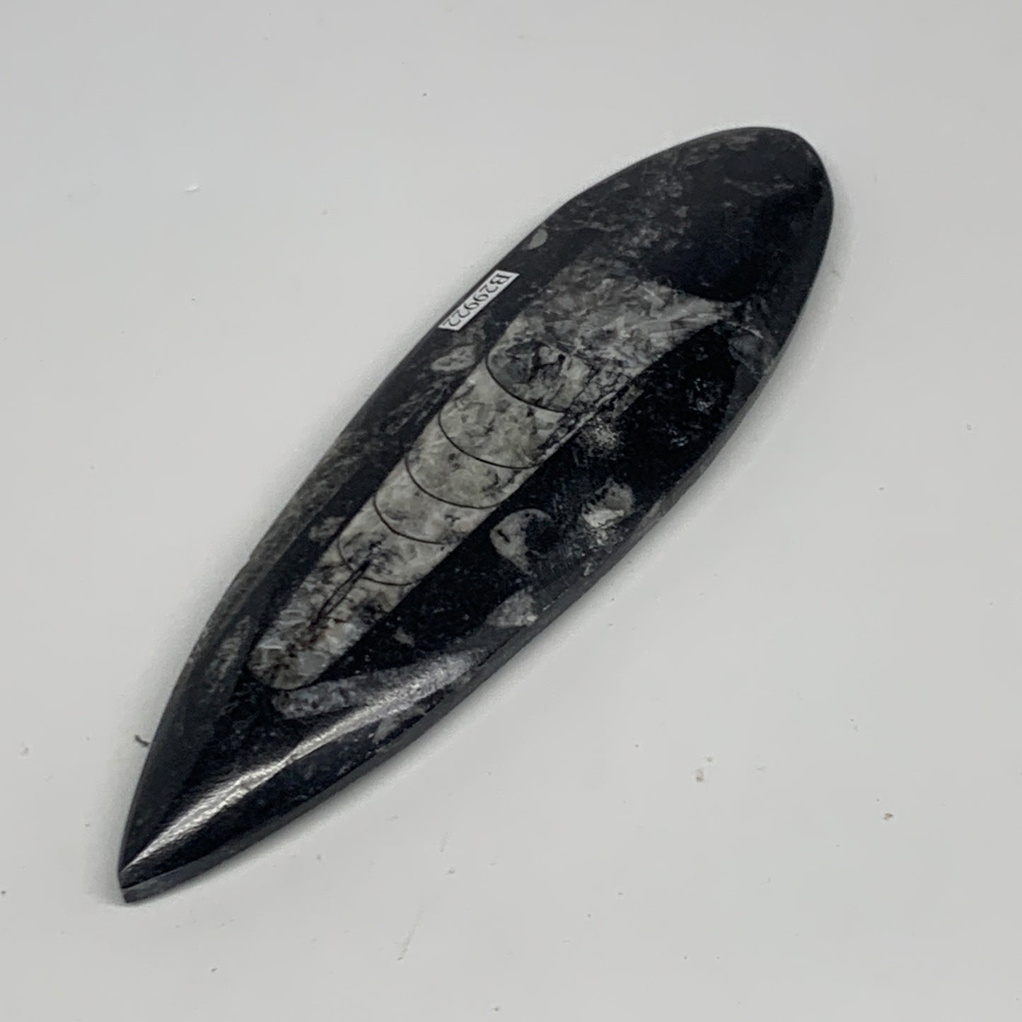 151g, 6.4"x1.8"x0.6" Fossils Orthoceras (straight horn) Squid @Morocco,B29922