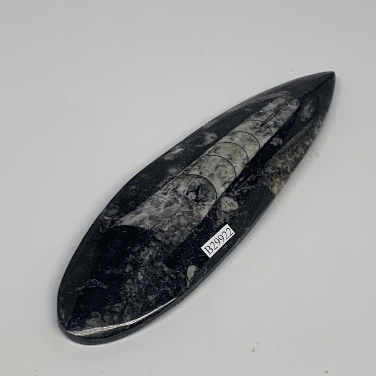 151g, 6.4"x1.8"x0.6" Fossils Orthoceras (straight horn) Squid @Morocco,B29922