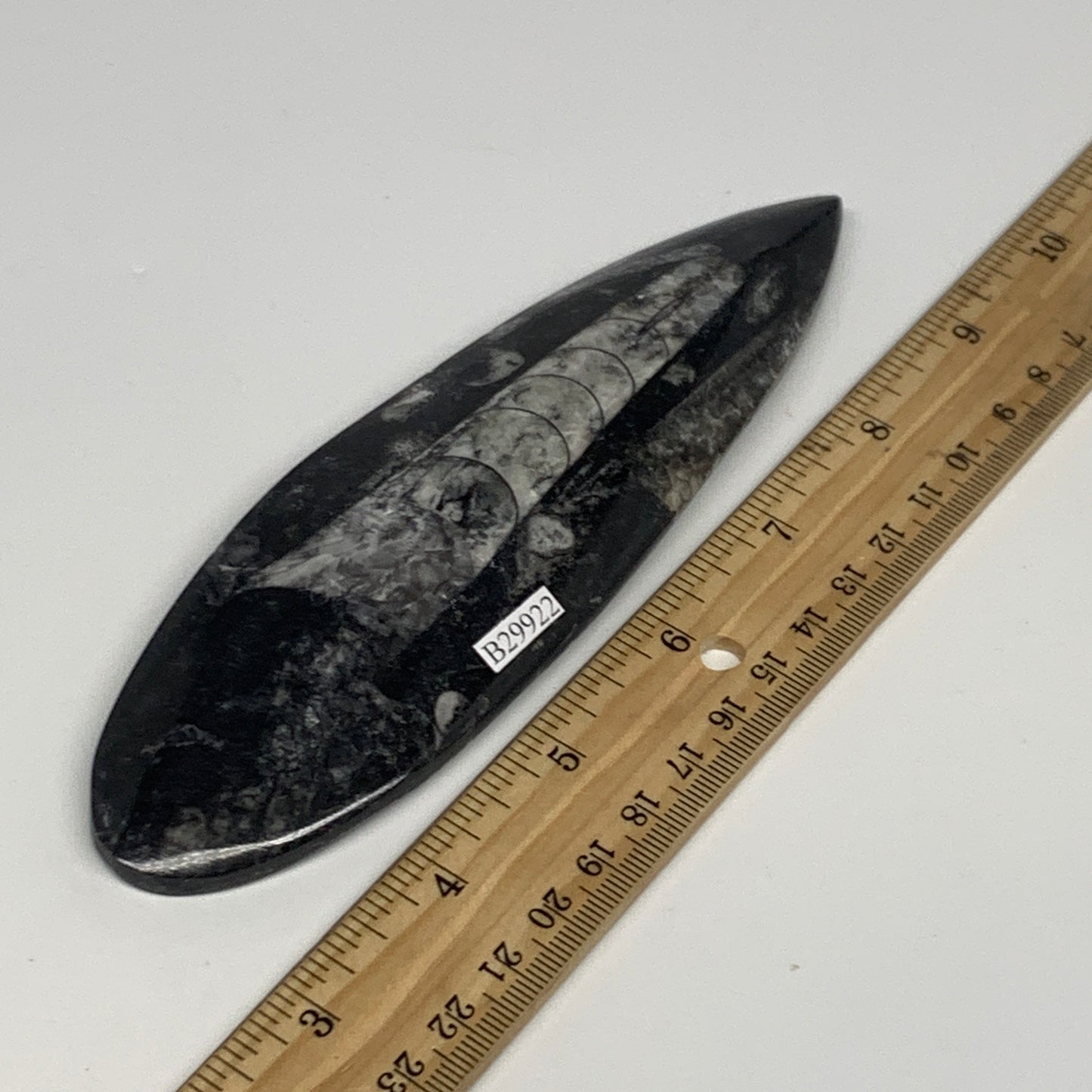 151g, 6.4"x1.8"x0.6" Fossils Orthoceras (straight horn) Squid @Morocco,B29922