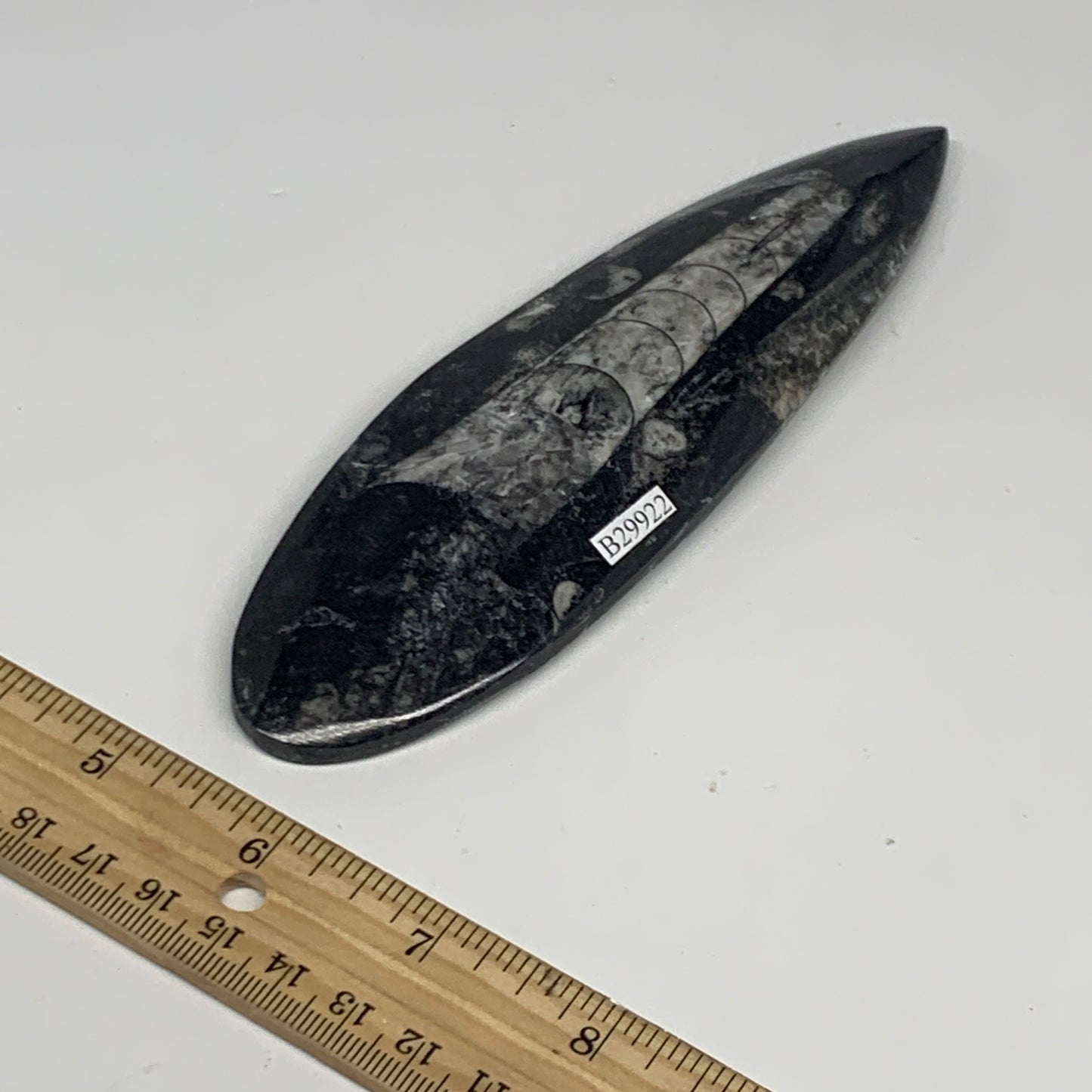 151g, 6.4"x1.8"x0.6" Fossils Orthoceras (straight horn) Squid @Morocco,B29922