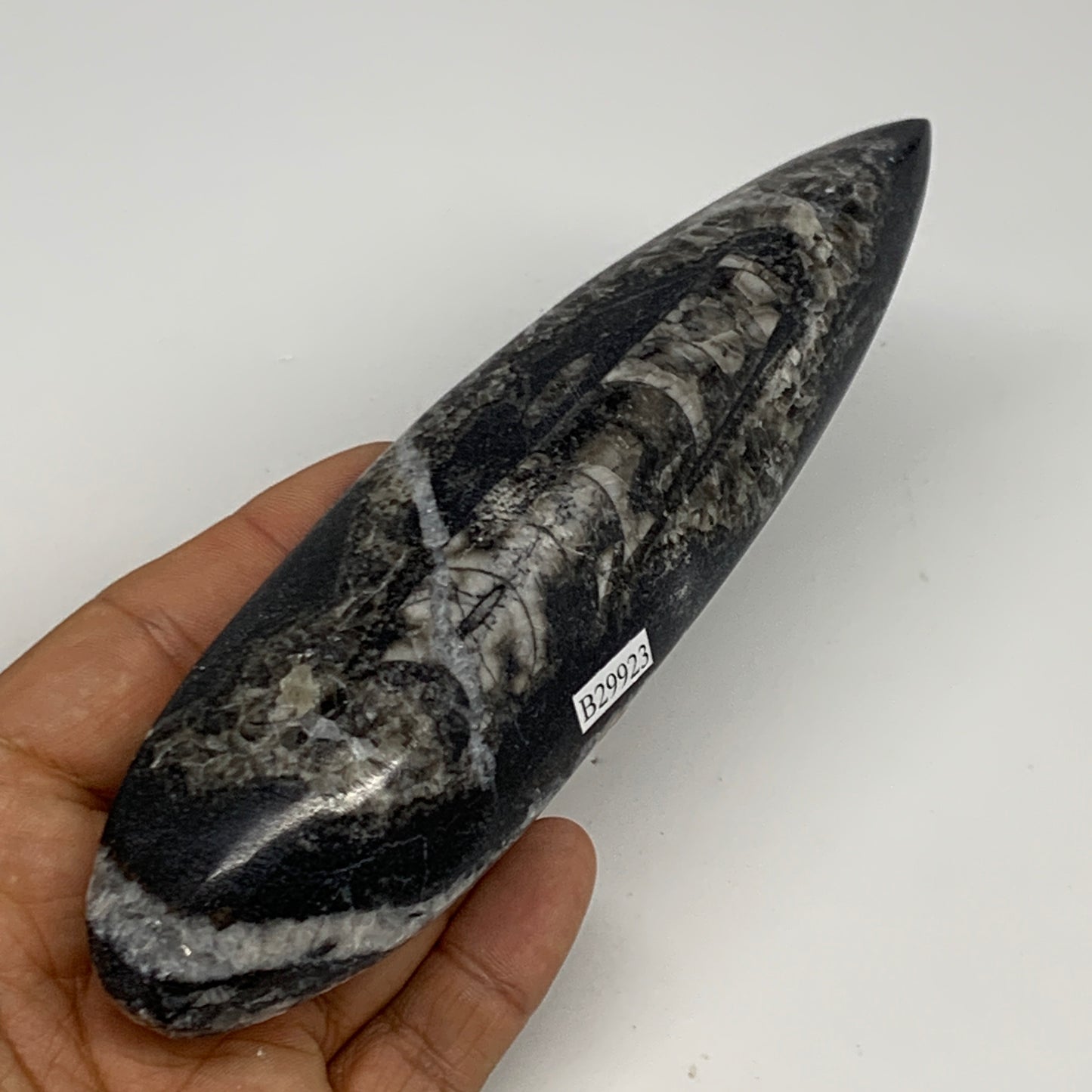 195.7g, 6.6"x1.7"x0.9" Fossils Orthoceras (straight horn) Squid @Morocco,B29923