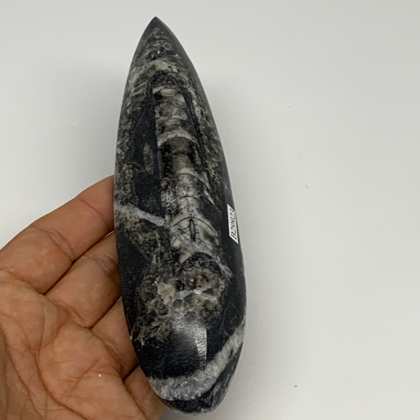 195.7g, 6.6"x1.7"x0.9" Fossils Orthoceras (straight horn) Squid @Morocco,B29923
