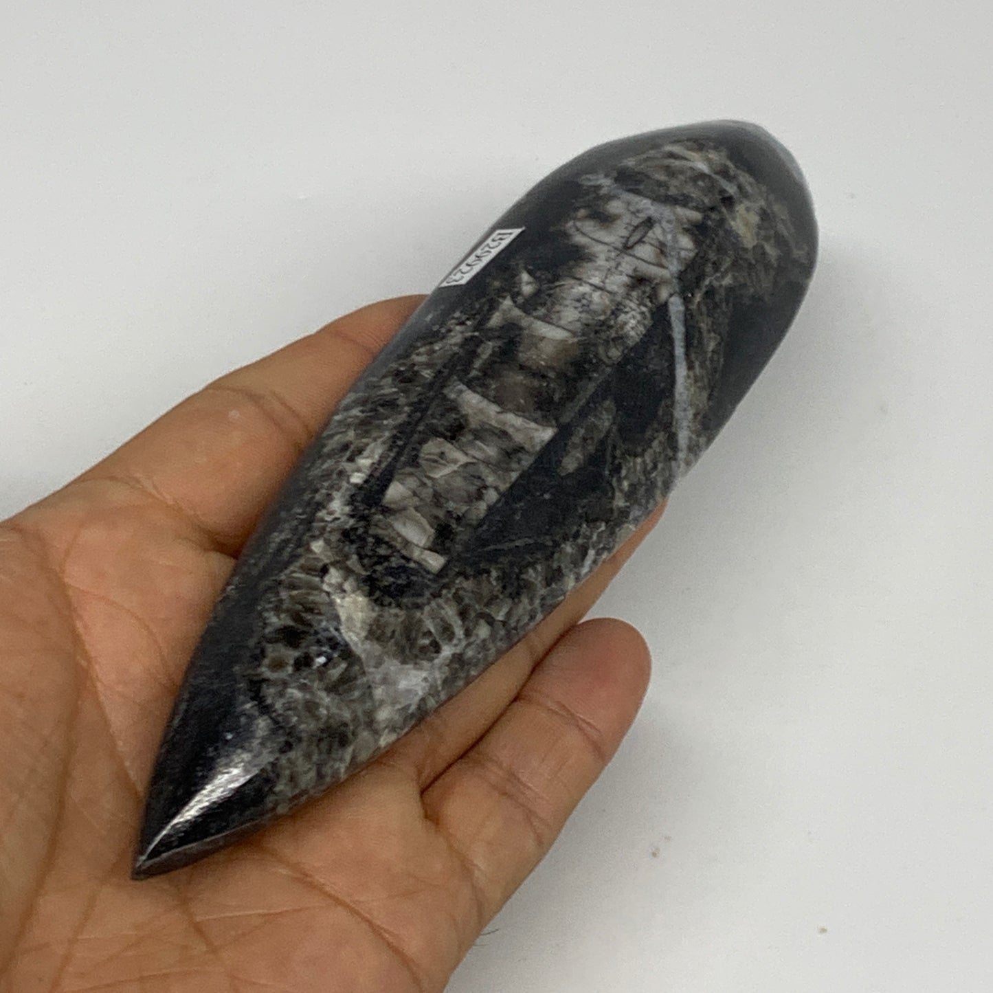 195.7g, 6.6"x1.7"x0.9" Fossils Orthoceras (straight horn) Squid @Morocco,B29923