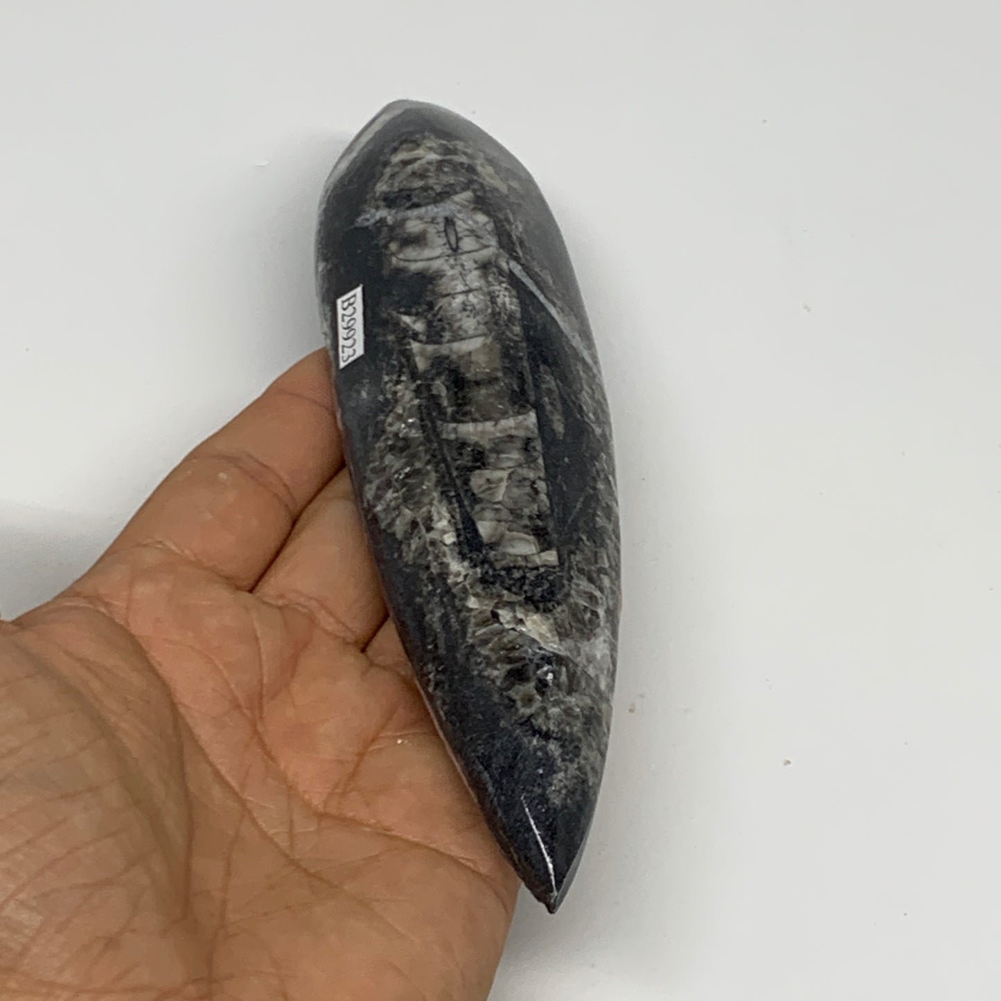 195.7g, 6.6"x1.7"x0.9" Fossils Orthoceras (straight horn) Squid @Morocco,B29923