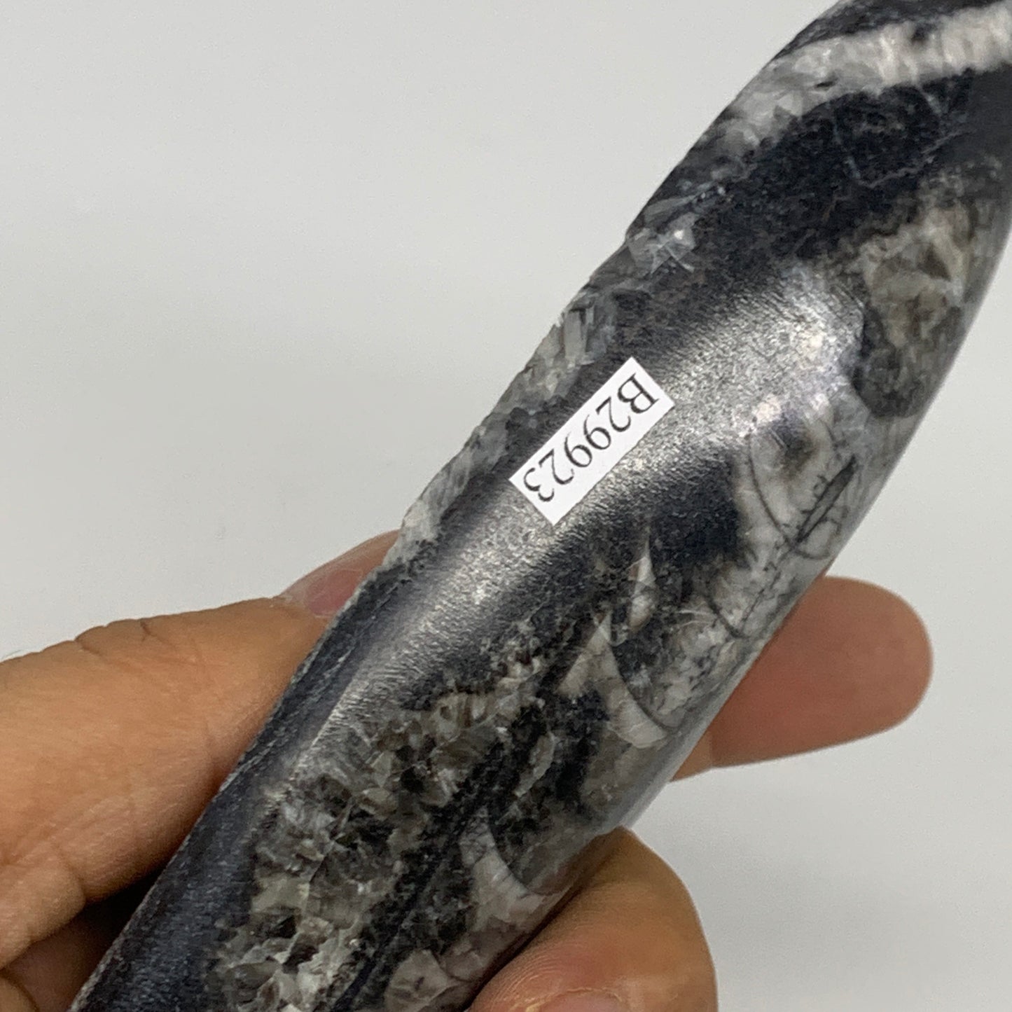 195.7g, 6.6"x1.7"x0.9" Fossils Orthoceras (straight horn) Squid @Morocco,B29923