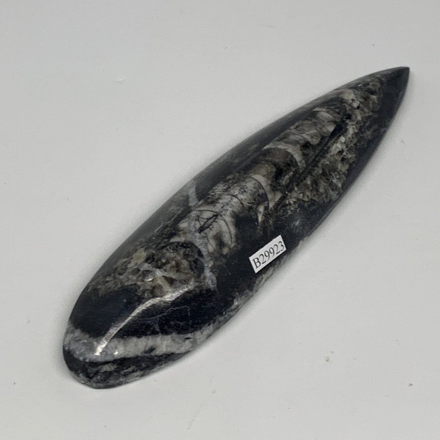 195.7g, 6.6"x1.7"x0.9" Fossils Orthoceras (straight horn) Squid @Morocco,B29923