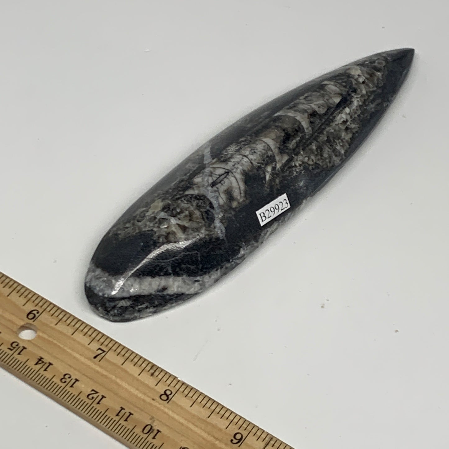 195.7g, 6.6"x1.7"x0.9" Fossils Orthoceras (straight horn) Squid @Morocco,B29923