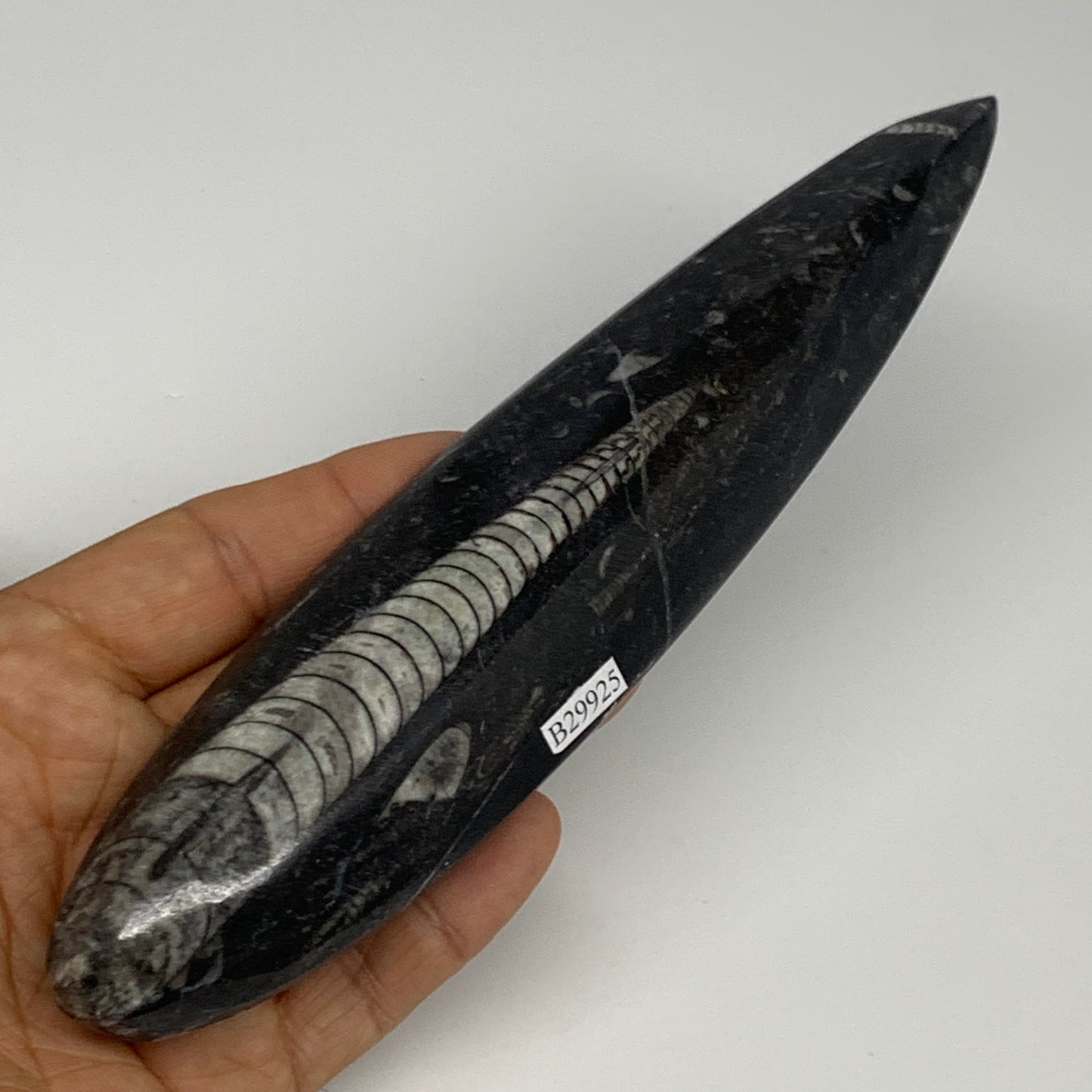 182.5g, 7.7"x1.6"x0.7" Fossils Orthoceras (straight horn) Squid @Morocco,B29925