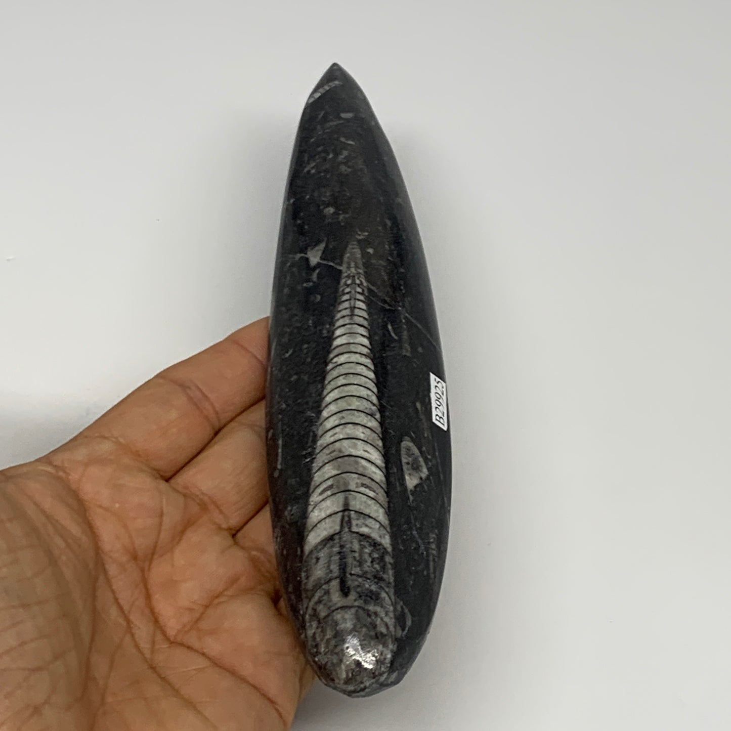 182.5g, 7.7"x1.6"x0.7" Fossils Orthoceras (straight horn) Squid @Morocco,B29925