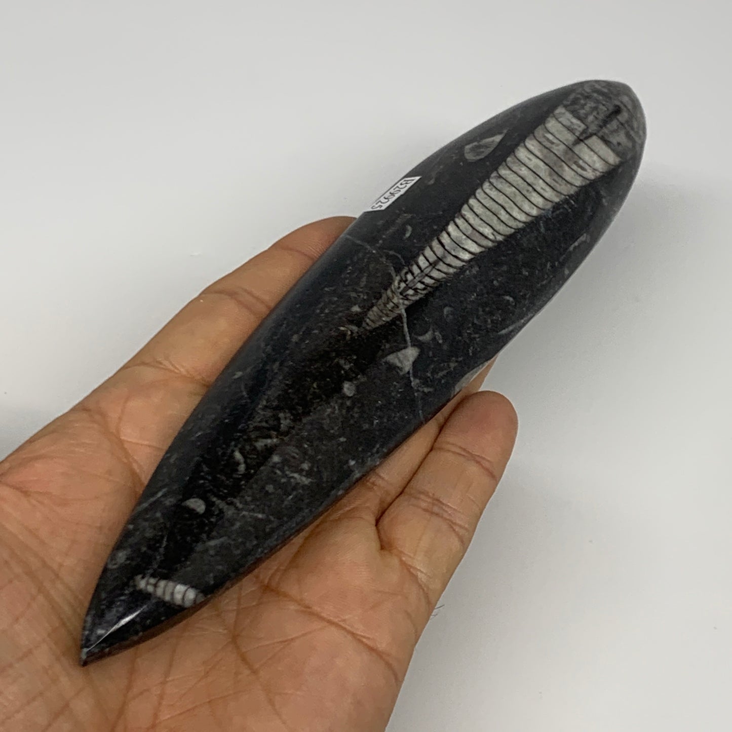 182.5g, 7.7"x1.6"x0.7" Fossils Orthoceras (straight horn) Squid @Morocco,B29925