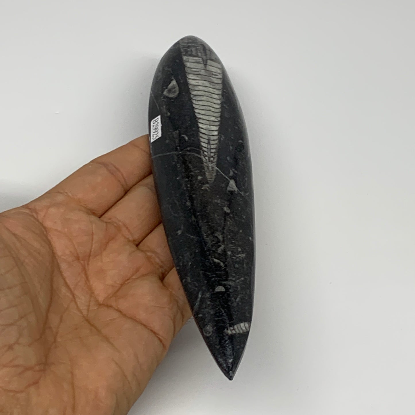 182.5g, 7.7"x1.6"x0.7" Fossils Orthoceras (straight horn) Squid @Morocco,B29925