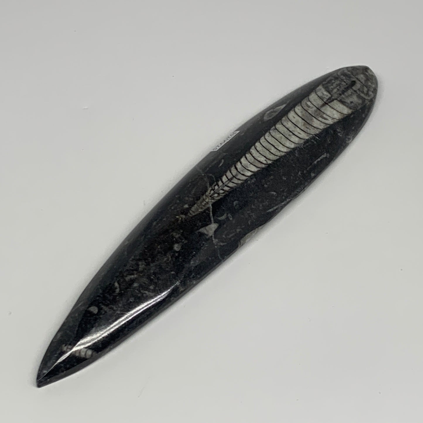 182.5g, 7.7"x1.6"x0.7" Fossils Orthoceras (straight horn) Squid @Morocco,B29925