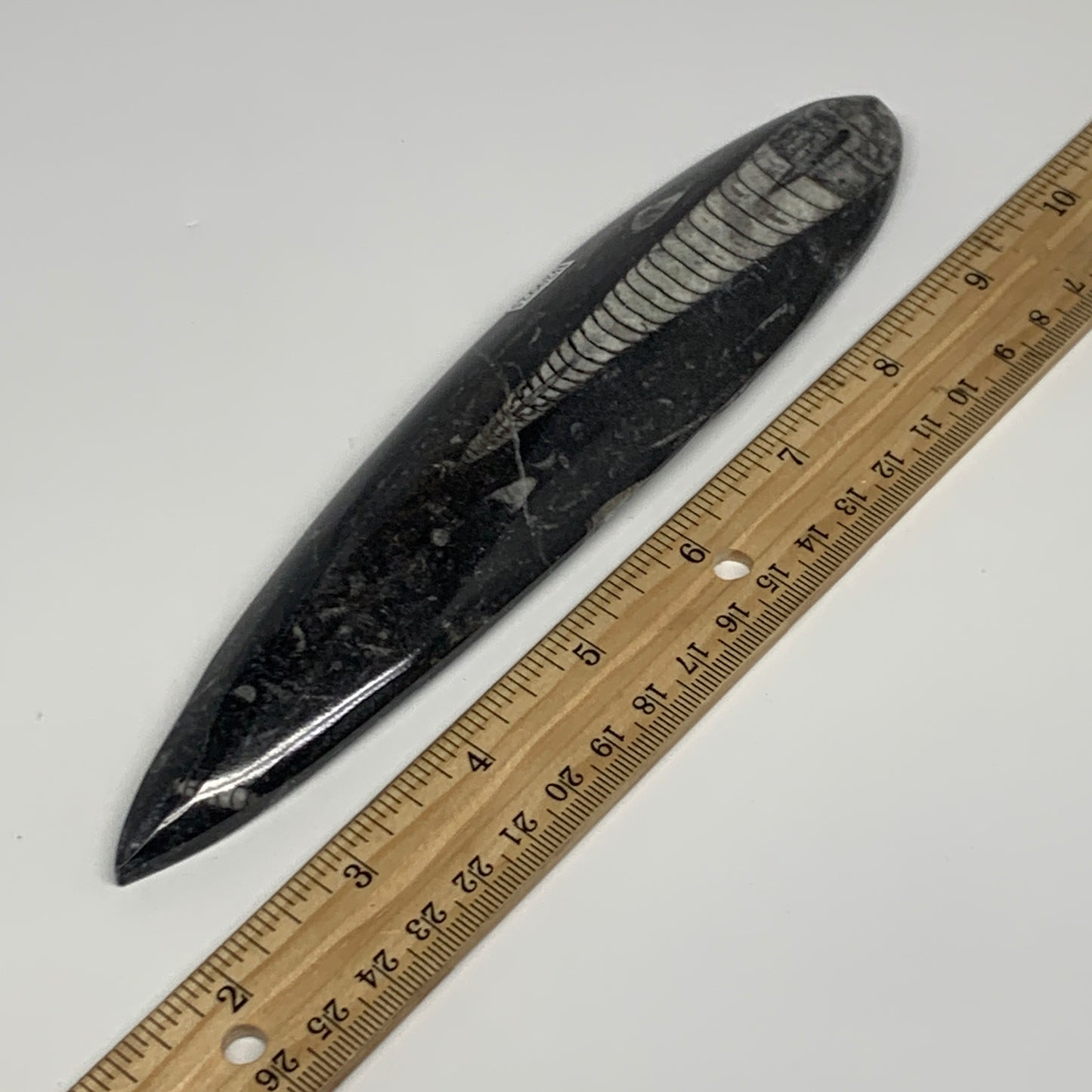 182.5g, 7.7"x1.6"x0.7" Fossils Orthoceras (straight horn) Squid @Morocco,B29925