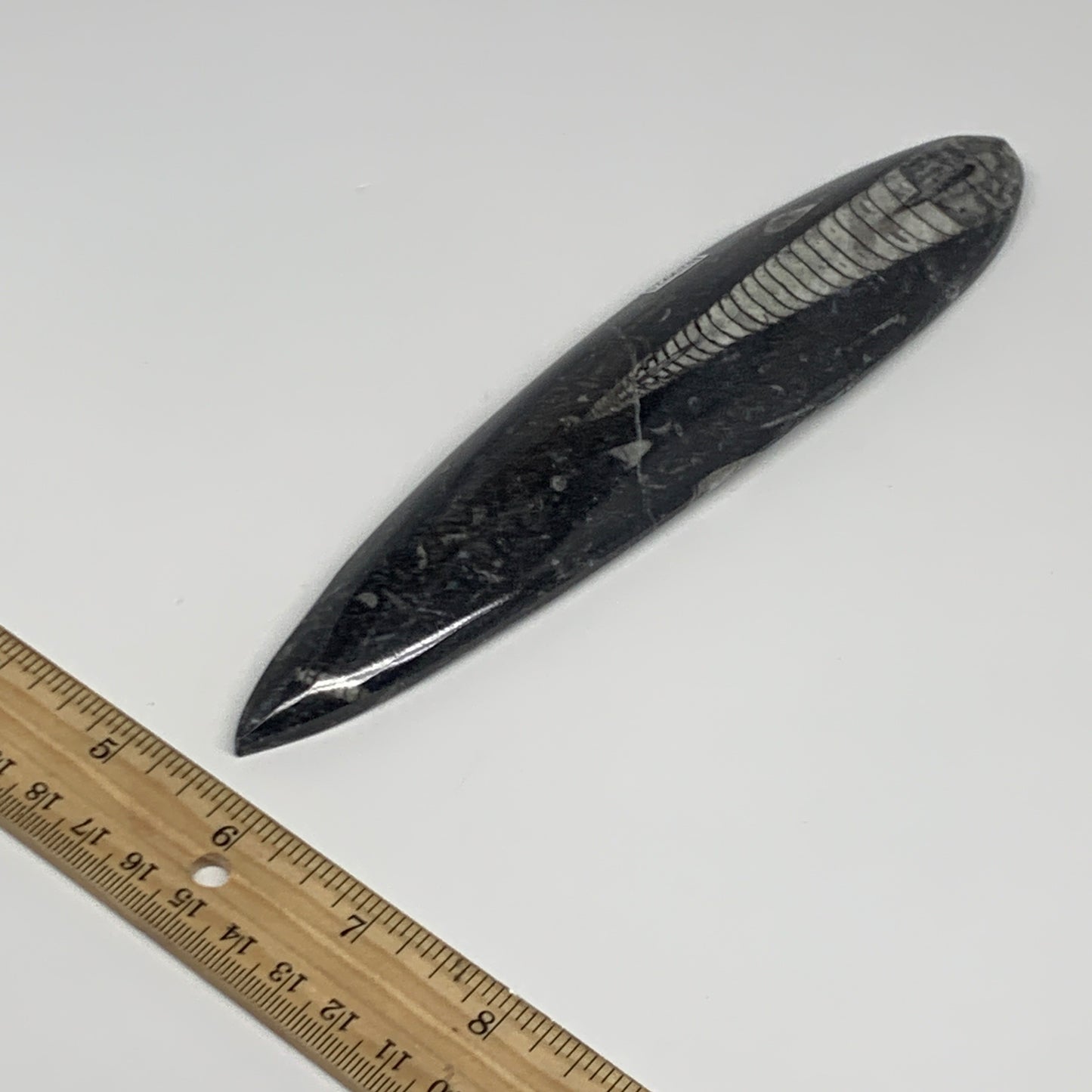 182.5g, 7.7"x1.6"x0.7" Fossils Orthoceras (straight horn) Squid @Morocco,B29925