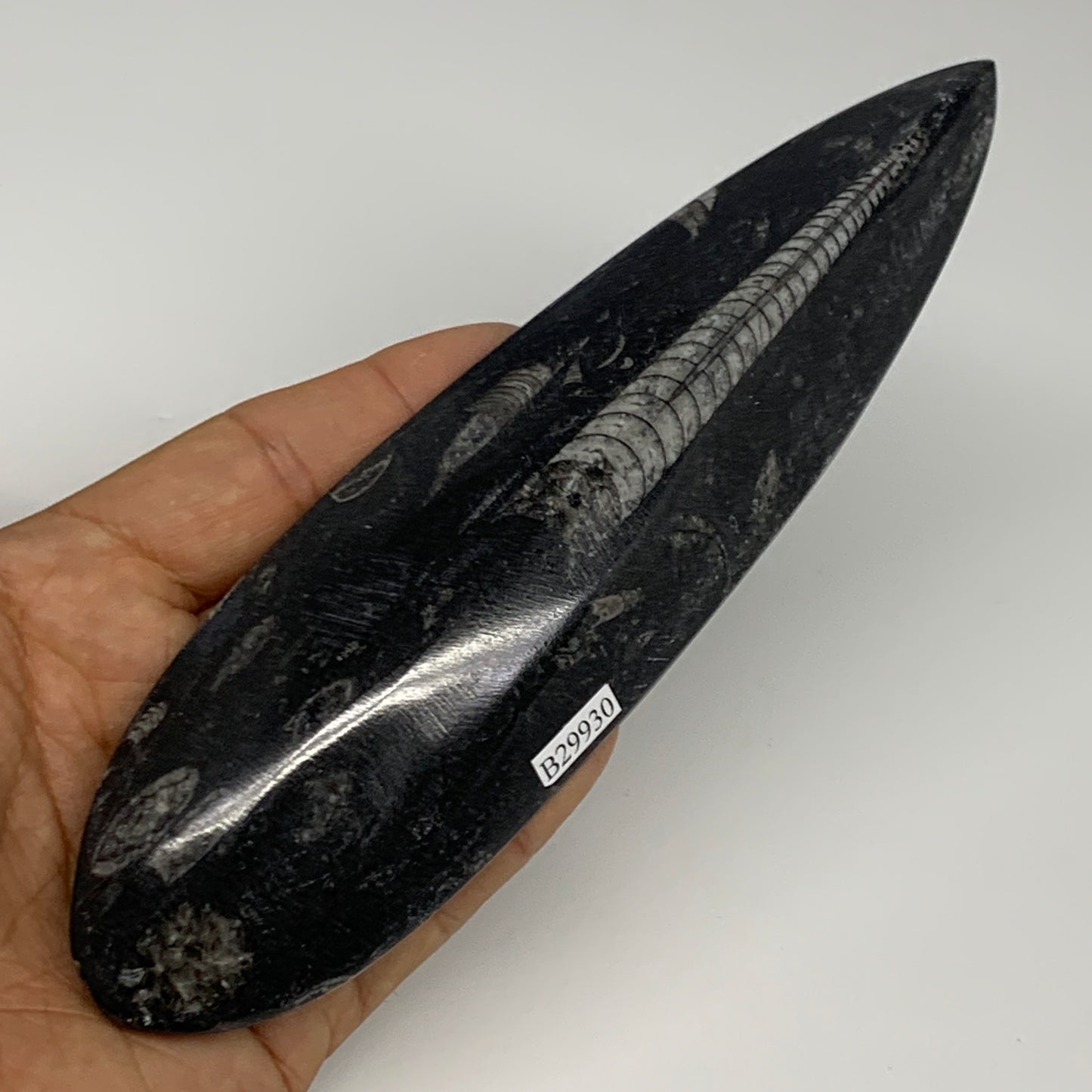 180.8g, 7"x1.9"x0.7" Fossils Orthoceras (straight horn) Squid @Morocco,B29930