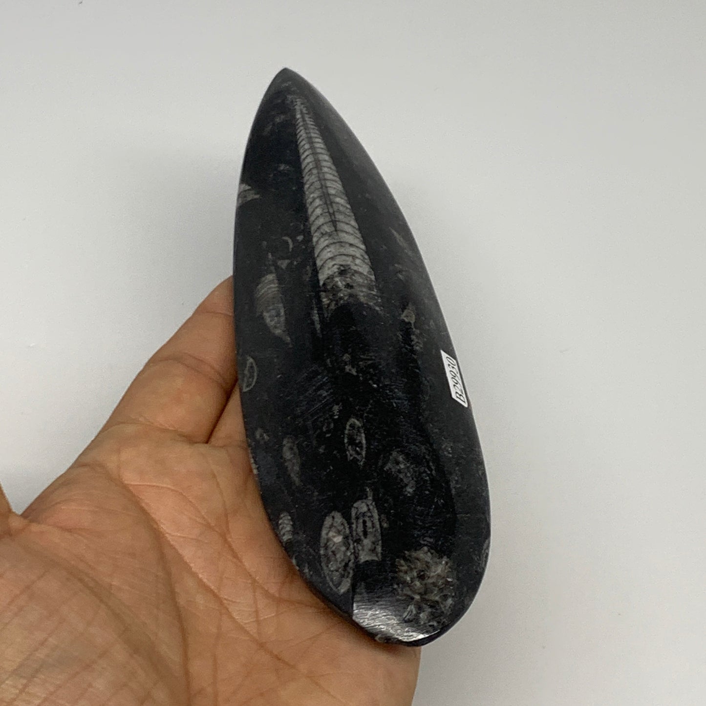 180.8g, 7"x1.9"x0.7" Fossils Orthoceras (straight horn) Squid @Morocco,B29930