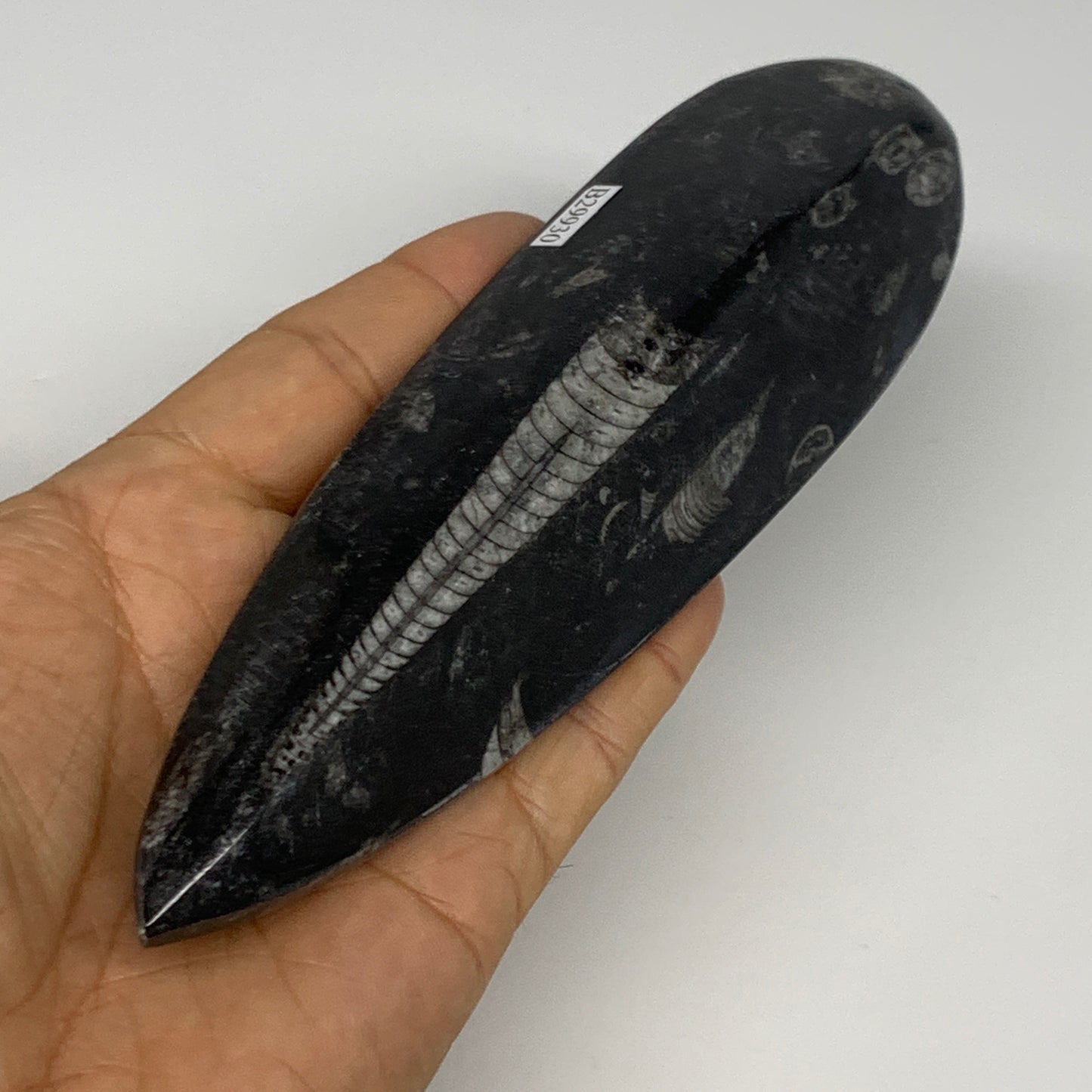180.8g, 7"x1.9"x0.7" Fossils Orthoceras (straight horn) Squid @Morocco,B29930