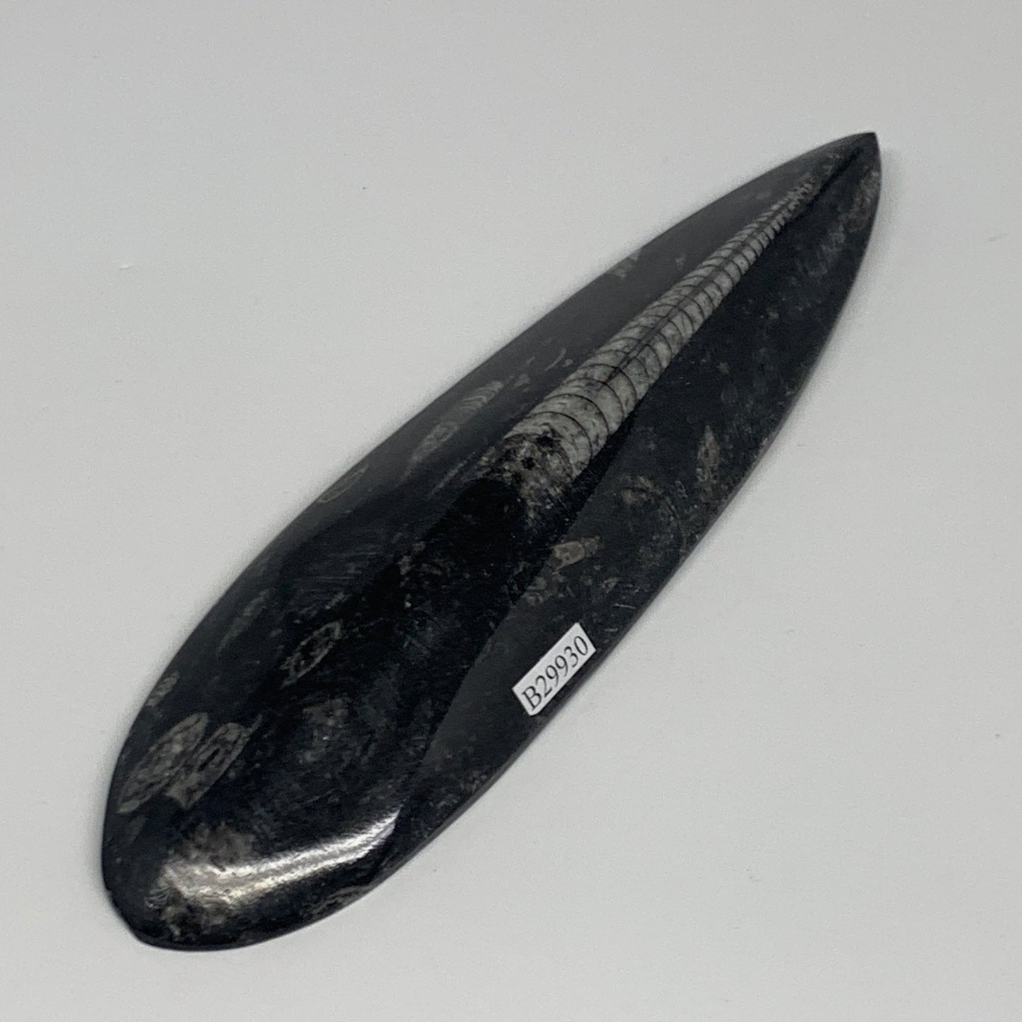 180.8g, 7"x1.9"x0.7" Fossils Orthoceras (straight horn) Squid @Morocco,B29930