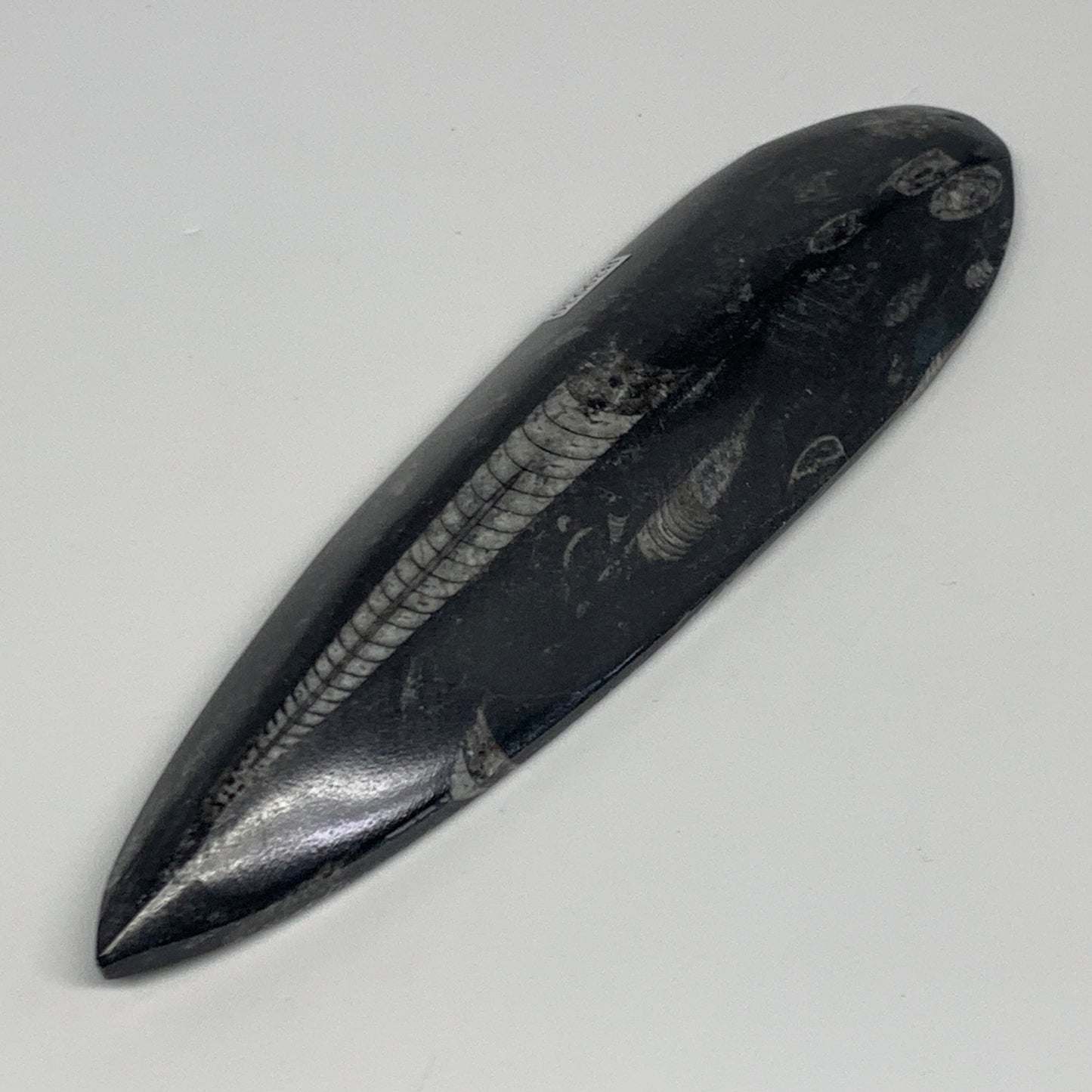 180.8g, 7"x1.9"x0.7" Fossils Orthoceras (straight horn) Squid @Morocco,B29930