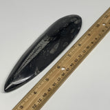 180.8g, 7"x1.9"x0.7" Fossils Orthoceras (straight horn) Squid @Morocco,B29930