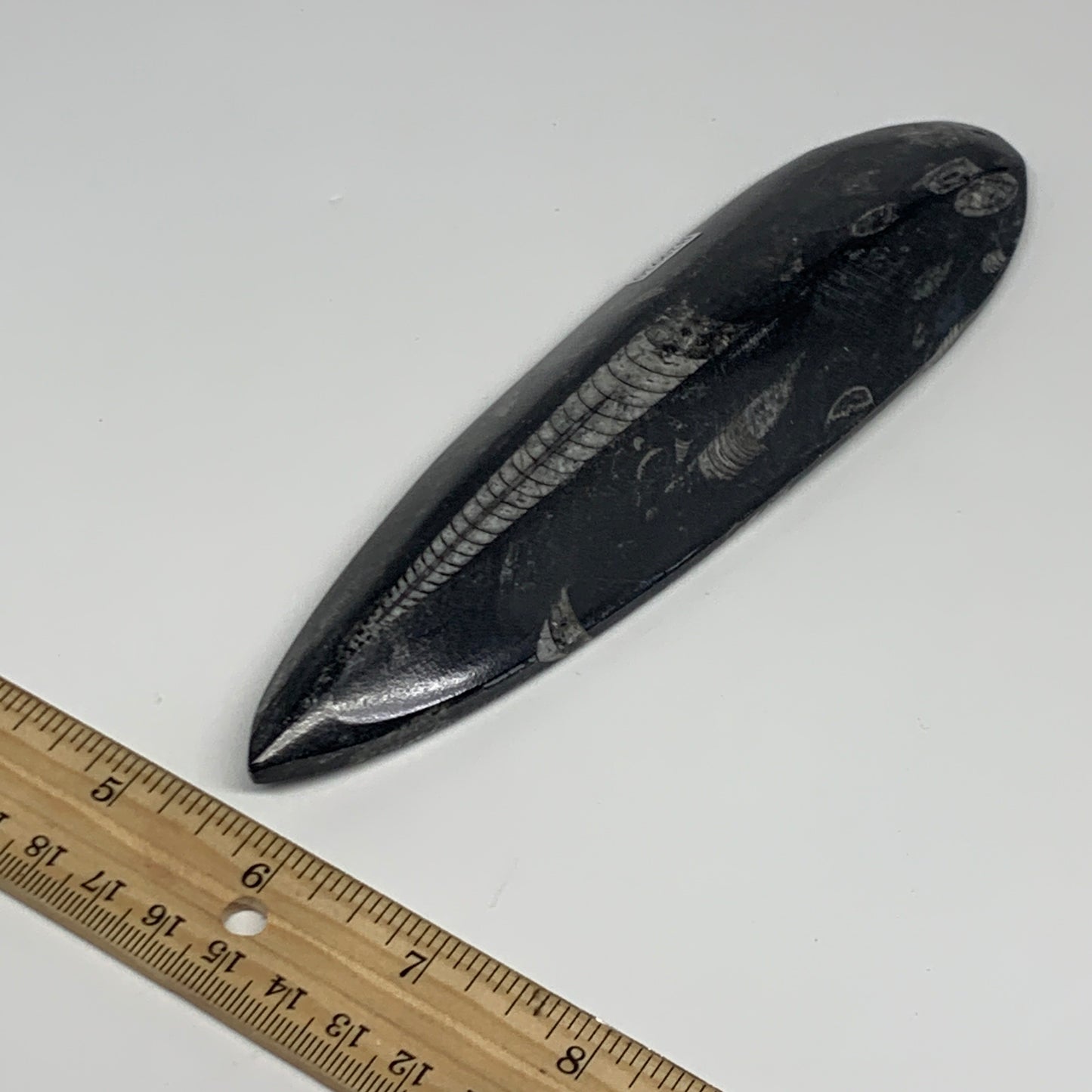 180.8g, 7"x1.9"x0.7" Fossils Orthoceras (straight horn) Squid @Morocco,B29930