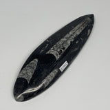 158g, 6.5"x1.8"x0.6" Fossils Orthoceras (straight horn) Squid @Morocco,B29932