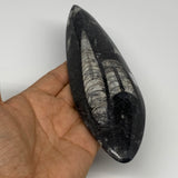 222.1g, 7.1"x2.2"x0.7" Fossils Orthoceras (straight horn) Squid @Morocco,B29933