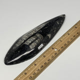 222.1g, 7.1"x2.2"x0.7" Fossils Orthoceras (straight horn) Squid @Morocco,B29933
