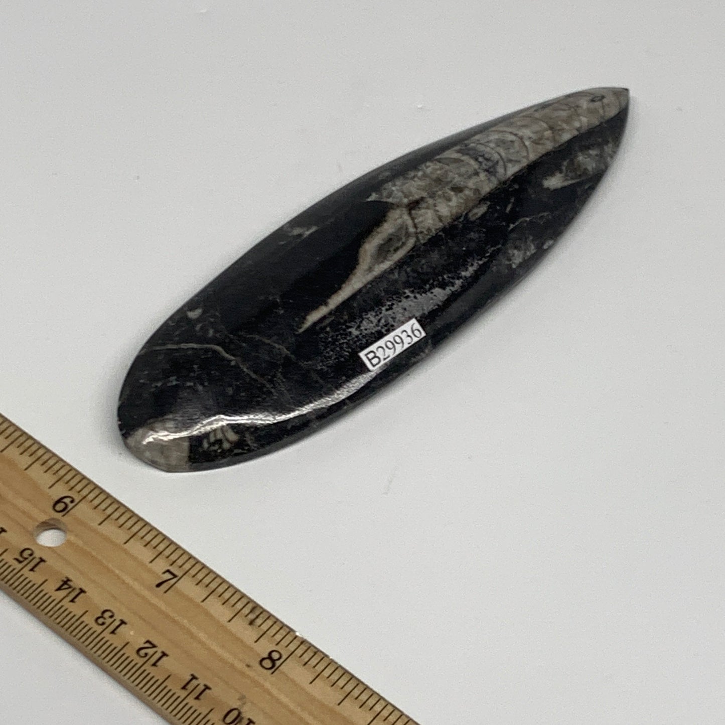 120.6g, 5.6"x1.7"x0.6" Fossils Orthoceras (straight horn) Squid @Morocco,B29936