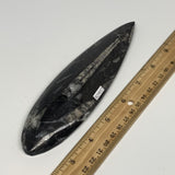 183.9g, 7.2"x1.9"x0.7" Fossils Orthoceras (straight horn) Squid @Morocco,B29937
