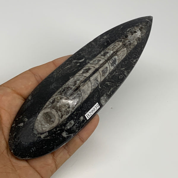 159.9g, 6.3"x1.8"x0.7" Fossils Orthoceras (straight horn) Squid @Morocco,B29939