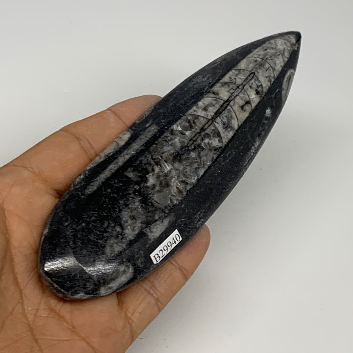 127.8g, 6"x1.7"x0.5" Fossils Orthoceras (straight horn) Squid @Morocco,B29940