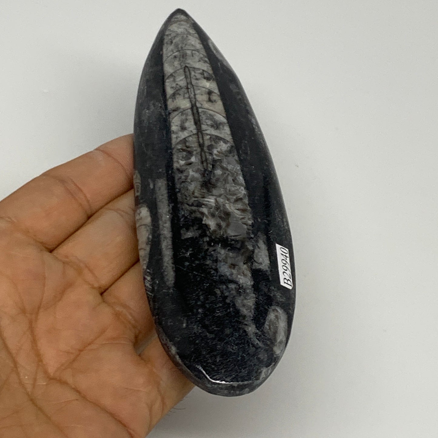 127.8g, 6"x1.7"x0.5" Fossils Orthoceras (straight horn) Squid @Morocco,B29940