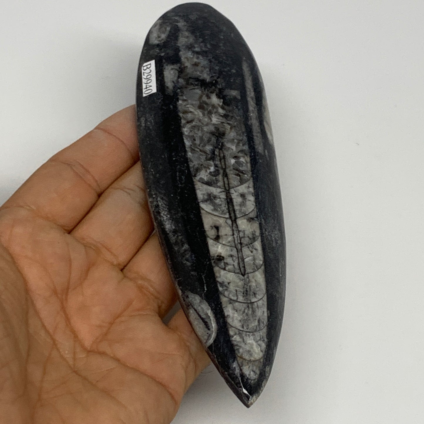 127.8g, 6"x1.7"x0.5" Fossils Orthoceras (straight horn) Squid @Morocco,B29940